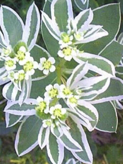 ยูฟอร์เบีย มาร์จินาต้า (Euphorbia Marginata / Mountain Snow) / 15 เม็ด (UK)