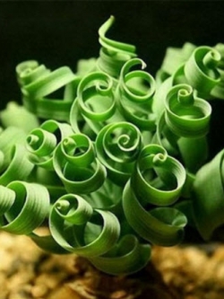 สไปรอล มิโมซ่า (Spiral Mimosa) เขียว / 10 เม็ด (นอก)