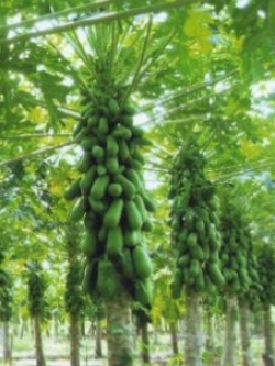 ต้นกล้ามะละกอ ฮอลแลนด์ สูง 10-20 ซ.ม. / ต้น