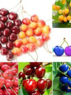 เชอรี่ (คละ) / 6 เม็ด (นอก)