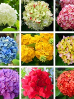 ไฮเดรนเยีย (Hydrangea) คละ 20 สี / 50 เม็ด