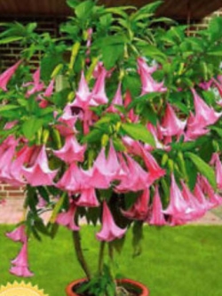 ลำโพงเตี้ย สีชมพู (Pink Datura) / 25 เม็ด