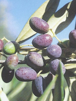 ต้นมะกอกโอลีฟ สายพันธุ์ พิสซิออตตาน่า (Pisciottana olive) อิตาลี สูง 100-120 ซ.ม.