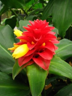 ต้นเอื้องหมายนา (Malay ginger) ดอกกุหลาบแดง ถุงดำ สูง 50 ซ.ม. ขึ้นไป / ต้น