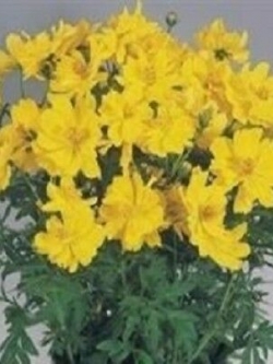ดาวกระจาย คอสมิค เยลโล่ (Cosmos - Cosmic Yellow) สีเหลือง / 25 เม็ด (UK)
