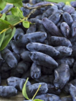 ฮันนี่เบอรี่ (Honey berry / Haskap Berry) / 25 เม็ด (China)