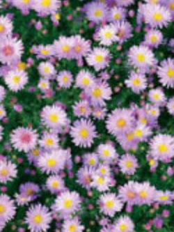 นิวยอร์ค แอสเตอร์ (New York Aster) สีม่วง / ซอง 50 เม็ด (A165)