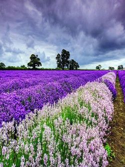 ลาเวนเดอร์อังกฤษ (English Lavender) / 400 เม็ด