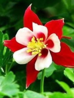 โคลัมบายน์ (Columbine) สีแดง / 50 เม็ด