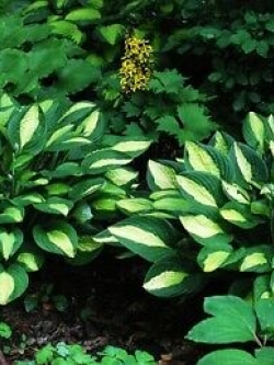 ฮอสต้า ใบสีเขียว (Double green) / 200 เม็ด