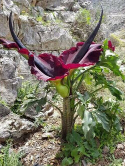 บุก Dragon Arum / Dracunculus vulgaris / 5 เม็ด (Czech)