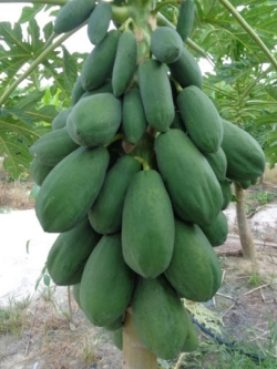 มะละกอ เรด เลดี้ (Red Lady Papaya) / 10 เม็ด (P2S)