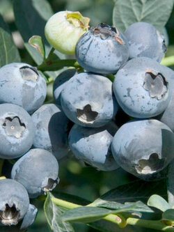 ต้นบลูเบอรี่ มิสตี้ Blueberry Misty อายุต้น 4 ปี+ สูง 60- 90 ซ.ม.