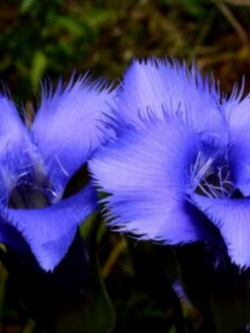บลู เจนเทียน (Blue gentian) / 10 เม็ด (France)*