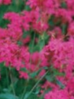 แคทฟลาย (Catchfly / Silene Armenia) / 500 เม็ด (USA)