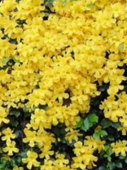 เหลืองชัชวาลย์ / 10 เม็ด