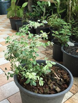 ต้นมะขามเทศด่าง กระถาง 10 นิ้ว สูง 30-50 ซม. / ต้น