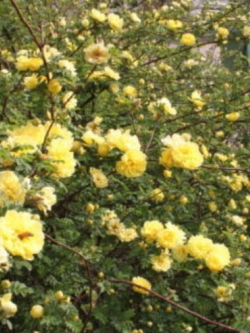 กุหลาบเลื้อย สีเหลือง / 100 เม็ด (PT5)