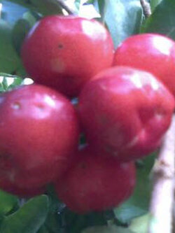 ต้นเชอรี่ญี่ปุ่น หรือเชอรี่หวาน สูง 50-70 ซม. / ต้น