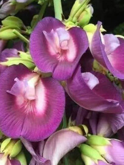 ต้น อัญชันต้น ดอกหอม ดอกดก ออกเป็นพวง สูง 60-80 ซ.ม. ปลูกประดับบ้าน