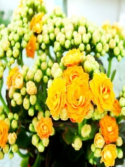 เมล็ดกุหลาบหิน (Kalanchoe) เหลือง / 50 เม็ด (นอก)
