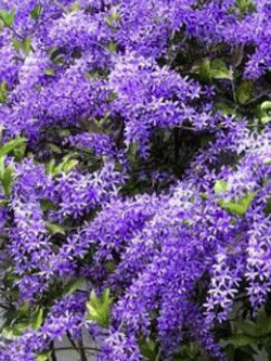 ต้นพวงครามต้น หรือพวงครามฮาวาย สีม่วง สูง 30-50 ซม. / ต้น