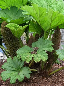 ไจแอนท์ รูห์บาบ / รูห์บาบยักษ์ (Giant Rhubarb) / 10 เม็ด (Poland)