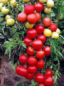 มะเขือเทศ (Tomato - Moneymaker) / 40 เม็ด (UK)