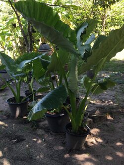 ต้นบอนหูช้าง กระถาง 15 นิ้ว