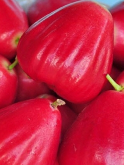 ต้นชมพู่สตรอเบอรี่ กิ่งตอน สูง 35-50 ซ.ม.