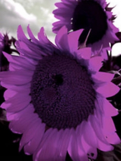 ทานตะวัน สีม่วง (Purple Sunflower) / 50 เม็ด