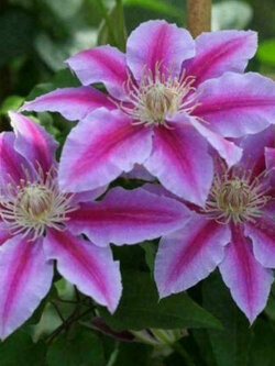 เคล็มแมทิส (Clematis) คละ / 50 เม็ด
