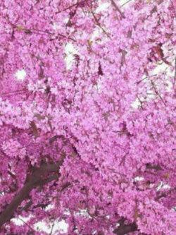 จูดาส หรือ ยูดาส (Judas Tree) / 25 เม็ด (Malta)