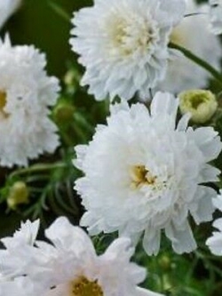 ดาวกระจายซ้อน (Cosmos - Double Click Snow Puff) สีขาว / 20 เม็ด (UK)