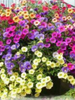 พิทูเนียเลื้อย (Trailing Petunia) คละสี / 5,000 เม็ด (Serbia)
