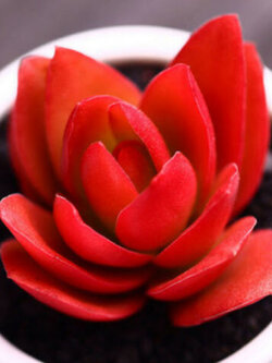 เอชชิวาเรีย (Echeveria) สีแดง / 50 เม็ด