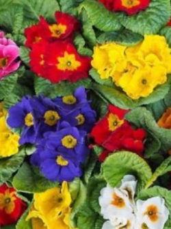 กล็อกซิเนีย หรือกุหลาบนางฟ้า (Gloxinia) คละ / 100 เม็ด (นอก)