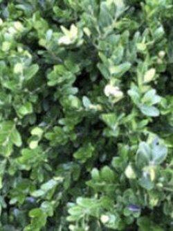 คอมม่อน พริวิท หรือ ไพรวิท (Common Privet) / 50 เม็ด (France) *