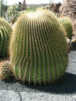 แคคตัสถังทองยักษ์ ถังทองม้าลาย (Echinocactus platyacanthus) / 10 เม็ด (Spain)
