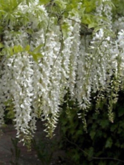 วิสทีเรีย (Wisteria) สีขาว / 20 เม็ด