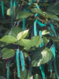 หางกระรอกแดง (Chenille plant) สีฟ้า / 100 เม็ด