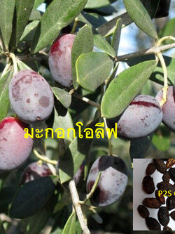 มะกอกน้ำมัน มะกอกโอลีฟ (European Oil - Olive tree) / 5 เม็ด (Malta) หายาก จำนวนจำกัด