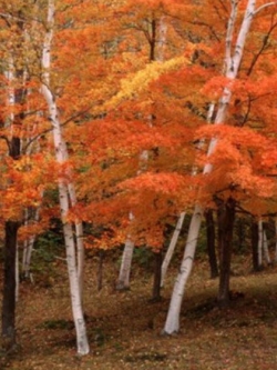 ไวท์เบิร์ช หรือซิลเวอร์เบิร์ช (White Birch / Silver Birch) / 20 เม็ด