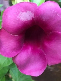 ต้นดอกบานบุรี สีม่วงเข้ม กระถาง สูง 50-60 ซ.ม. / ต้น