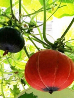 ฟักทอง โคมจีน (Blessing pumpkin) / ซอง 8 เม็ด (B081)