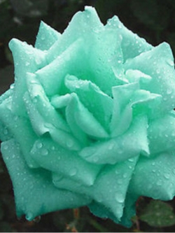 กุหลาบ เขียวมิ้นท์ / 100 เม็ด