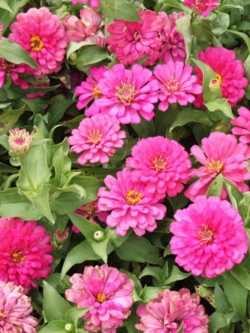 บานชื่น สีชมพูเข้ม ซอง 50 เม็ด (A014)