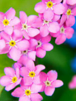 อัลไพน์ ฟอร์เก็ตมีน็อท ( Alpine Forget Me Not) สีชมพู / 400 เม็ด (UK)