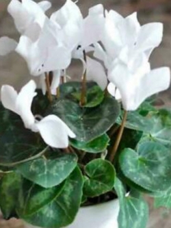 ไซคลาเมน (Cyclamen) สีขาว / 10 เม็ด