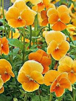 ไวโอลา แชนเตอร์แลนด์ (Viola - Chantreland) / 25 เม็ด